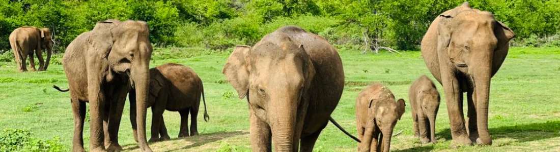 Udawalawe Ethical Safari cover image