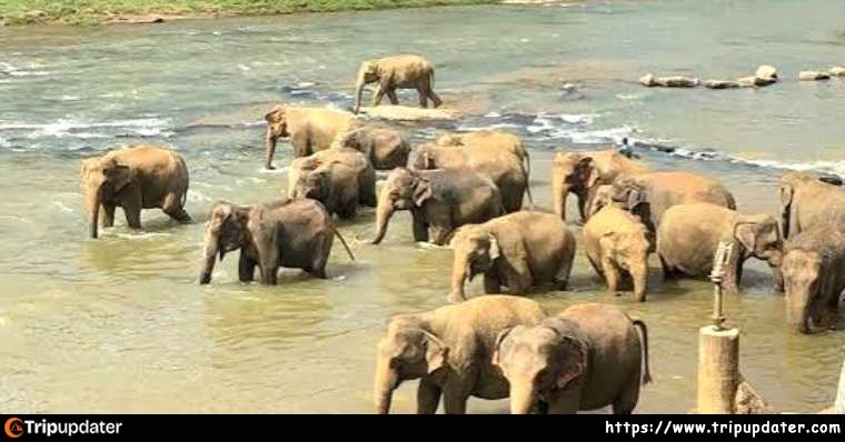 Pinnawala Elephant Orphanage