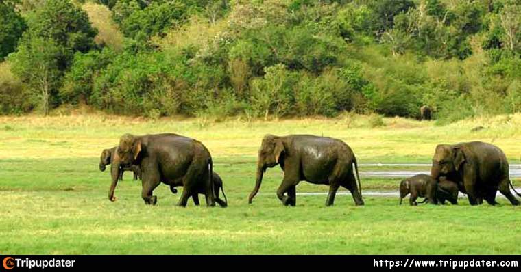 Wasgamuwa National Park