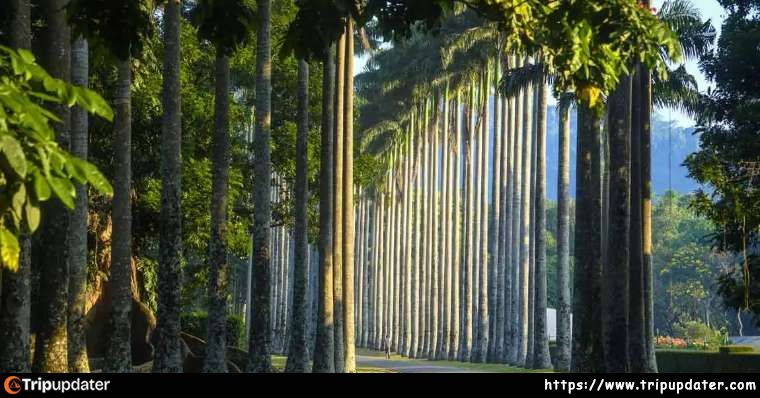 Peradeniya Botanical Garden