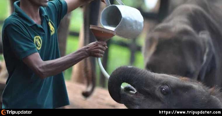 Elephant Transit Home