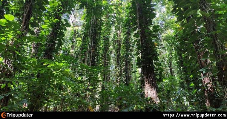 Udawatta Kele Sanctuary