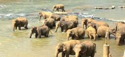Pinnawala Elephant Orphanage
