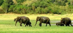 Wasgamuwa National Park