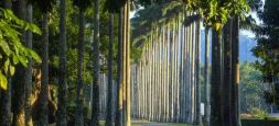 Peradeniya Botanical Garden