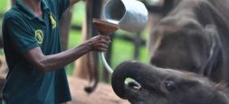 Elephant Transit Home