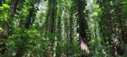 Udawatta Kele Sanctuary